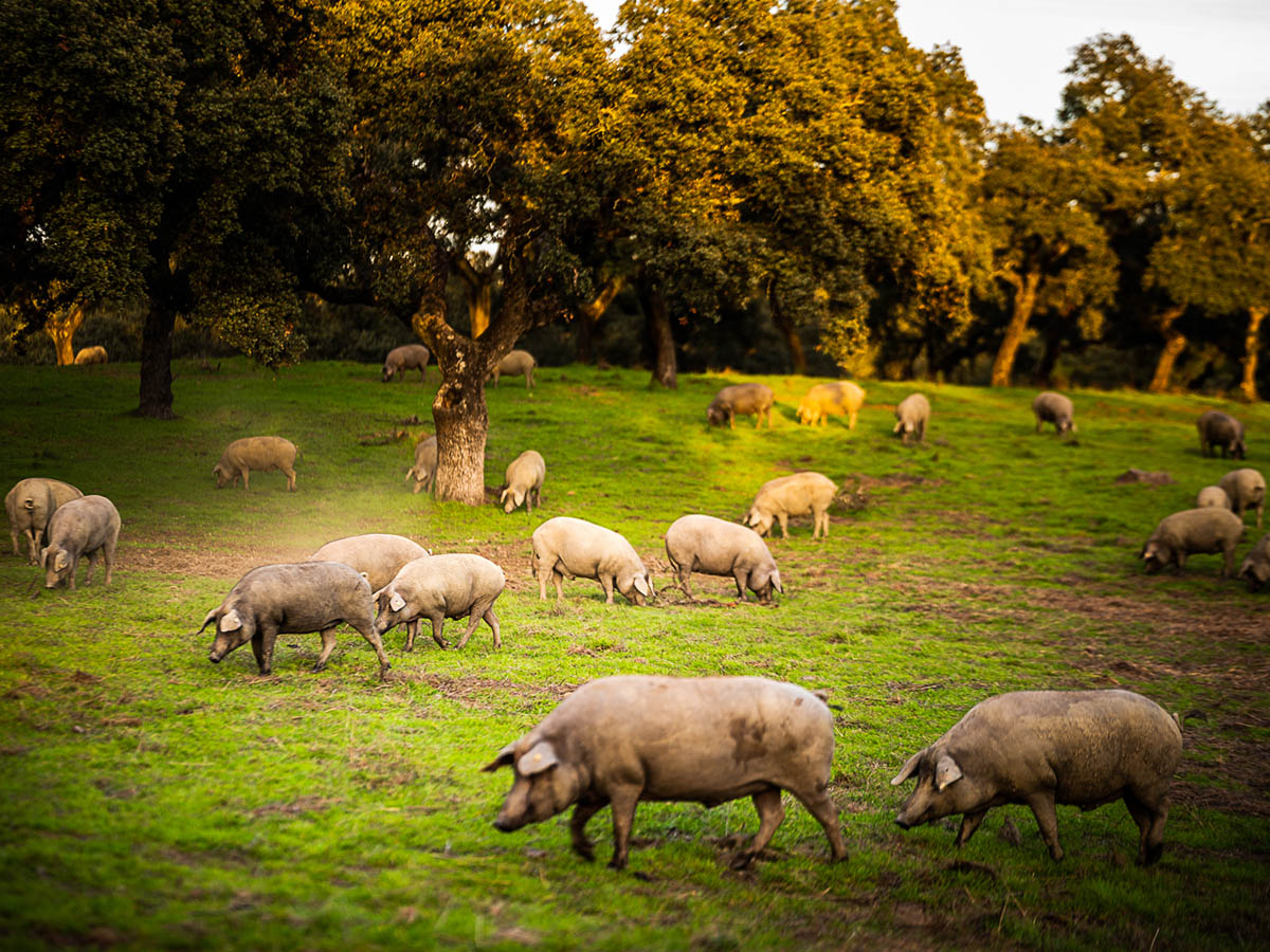 productos ibéricos de la sierra norte de Sevilla cerdo en la dehesa