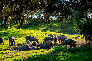 cerdos en la dehesa